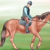 Insegna al tuo cavallo un galoppo con la mano