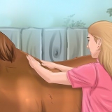 Lascia che il tuo cavallo si fidi e ti rispetti