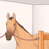 Prendersi cura del proprio cavallo