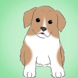 Impedire al tuo cucciolo di mordere