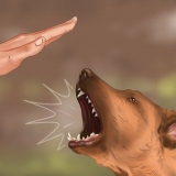 Allevare il tuo cucciolo
