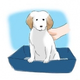 Il vasino addestra il tuo cucciolo