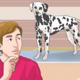 Travestirsi da cane (per cosplay)