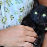 Lavare i gattini