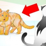 Gestire correttamente un gatto aggressivo