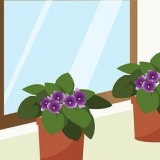 Prendersi cura delle violette del capo