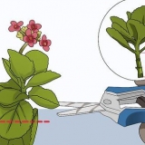 Kalanchoe in crescita