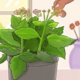 Kalanchoe da potatura