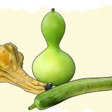 Zucche in crescita