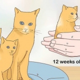 Separare i gattini dalla mamma gatta per l'adozione