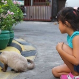 Accarezzare i gatti nei posti giusti