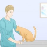 Fare in modo che i gatti smettano di fare pipì sul tappeto