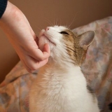 Allevare gatti