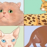 Riconosci le razze di gatti