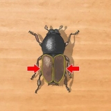 Identificazione dei coleotteri