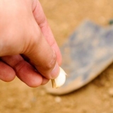 Aglio essiccato