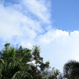 Piante di aglio