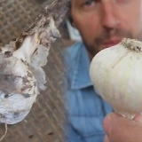 Intrecciare l'aglio