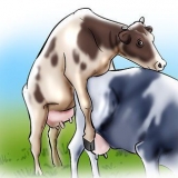 Inseminazione artificiale di vacche e manze