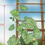 Potatura delle piante di cetriolo