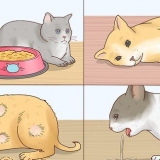 Ridurre la febbre nei gatti