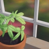 Herb-non .mescolare-