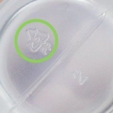Colla plastica