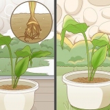 Curcuma in crescita