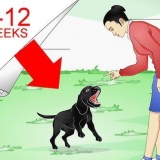 Addestramento labrador retriever