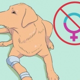 Allevamento di labrador
