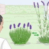Coltivazione di lavanda in vaso