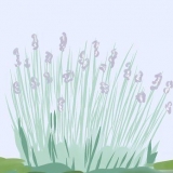 Lavanda da potatura