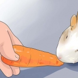 Preparare gustosi snack per porcellini d'india