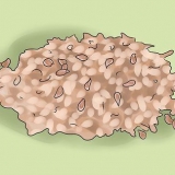 Mangia semi di lino