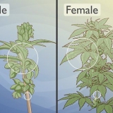 Distinguere le piante di cannabis maschili da quelle femminili