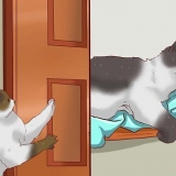 Lasciare che più gatti convivano