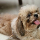 Giocare con un cucciolo