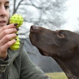 Giocare con il tuo cane