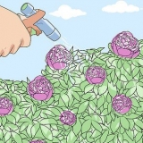 Tieni le formiche lontane dalle peonie