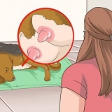 Trattare i cani madre con capezzoli doloranti o infetti