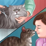 Rimuovere la colla della trappola per topi dalla zampa di un gatto