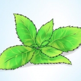 Menta in crescita in una pentola