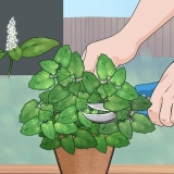 Menta da potatura
