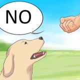Dì di no al tuo cane