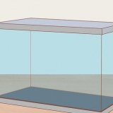 Prendersi cura dei neon tetra