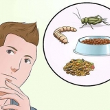 Preparare cibo d'emergenza per uccellini