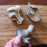 Preparare i funghi ostrica
