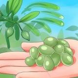 Olive in scatola