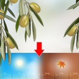 Raccolta delle olive