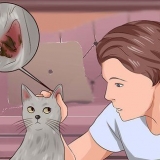 Eliminare gli acari dell'orecchio nei gatti